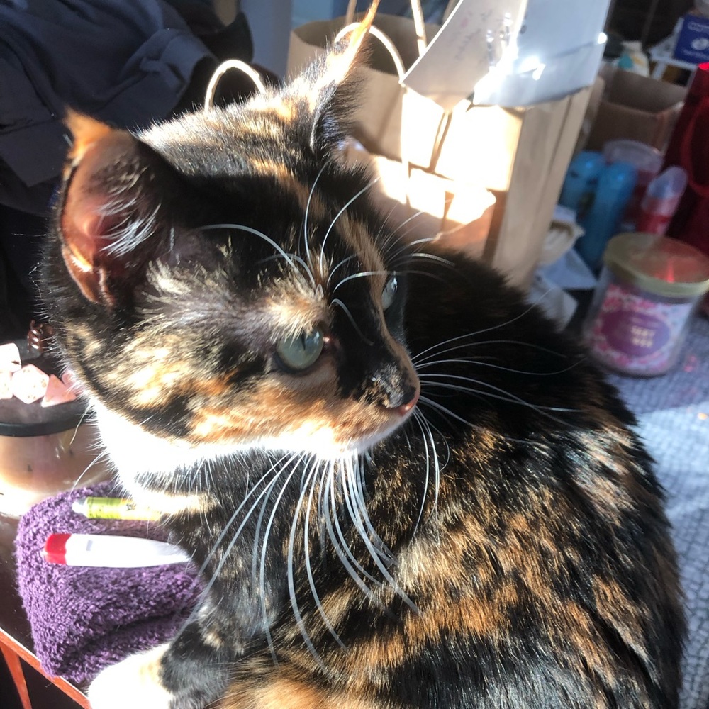 Meet your Posher, Aalya